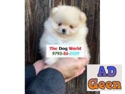 used Small Cute Pom Puppies available Call 9793862529 for sale 